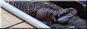 24 februari 2024 - Wollongong - Stumpy