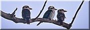 06-03-2024 - Nowra - Drie kookaburra's