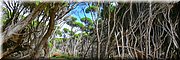 12-03-2024 - Tura Beach -Tura Headland Walk