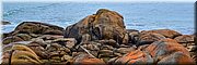 13-03-2024 - Cape Conran - Salmon Rocks - Olifant klautert uit de zee