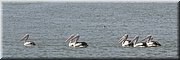 19-03-2024 - Port Albert - Pelikanenvloot