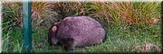 21-03-2024 - Wilsons Promontory National Park - Loo Errn Track - Wombat!