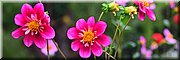 18-4-2024 Portland - Portland Botanical Gardens - 
Coccinea, dahlia