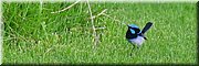 19-4-2024 Portland - Fawthrop Lagoon Park - Splendid fairy wren (ornaatelfje)