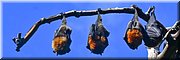 4-5-2024 Adelaide - Botanic Park - Grey Headed Flying Foxes