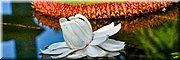 Adelaide, Botanic Garden
Amazon Waterlily Pavilion
Victoria Amazonica waterlelie
Opnieuw een Amazone lelie !