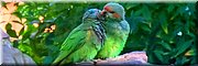 6-5-2024 Adelaide - Himeji Garden - Musk Lorikeets