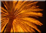 Geen vuurwerk, maar een palmboom ziet er ook feestelijk uit!