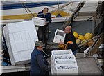 Het lossen van de vis is in volle gang, in Cambrils