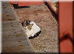 En daar hoort natuurlijk ook een poes bij!