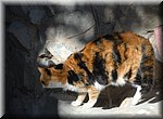 Katten op de ratro in Benidorm