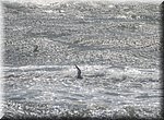 Torrox - enkele meeuwen trotseren de straffe wind en blijven zweven, net boven de woeste golven