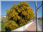 De mimosa bloeit volop, in Torrox Costa