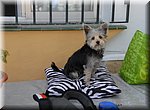 Lizzie, de hond van Nicole en Karl, is ook uitgenodigd op de barbecue bij Leif