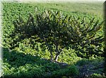Is het een vijg? Een abrikoos? Een avocado? Hij staat in ieder geval in een aardappelveld nabij de camping in Torrox