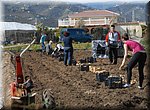 Aardappels rooien onderweg naar Torrox Costa