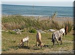 Geiten grazen aan de monding van de Torrox rivier