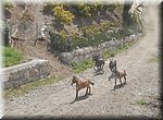 Vijf ezels worden uitgelaten in de Arroya del Melin in Algarrobo