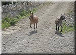 De energieke ezels galloperen een tijdlang heen en weer