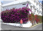 Fleurige muren, in de Calle Antonio Ruiz Rivas in Algarrobo
