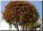 Bloeiende lampenpoetserboom in Torrox Park