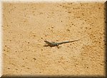 Vaste gast op het playa El Peoncillo in Torrox Costa