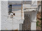 Dit hondje zien we bijna wekelijks op zijn balkon, vanaf het Balkon van Europa in Nerja