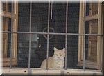 Vanuit deze veilige haven laat deze poes de drukte aan zich voorbijgaan, tijdens Witte Donderdag in Vlez-Mlaga