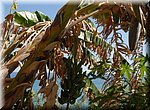 Bananen op het Playa Carabeillo in Nerja