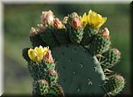 Ook de wat exotischere planten kleuren het landschap