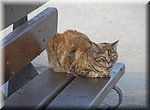 En deze poes geniet van het uitzicht, op het Balcn de Europa in Nerja