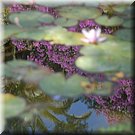 Een bloeiende jacaranda spiegelt zich tussen de waterlelies in het park van Serpa