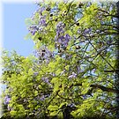 Een bloeiende jacaranda in het park van Serpa