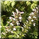 In de 'Jardim Abade Correia da Serra' ruiken we steeds weer nieuwe bloemen...