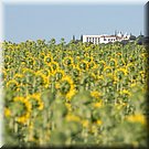 Zonnebloemen aan de voet van de heuvel met de kapel van Onze Vrouwe van Guadalupe