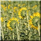 Zonnebloemen keren zich blijkbaar naar de ochtendzon