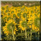 De zonnebloemen keren nog steeds hun rug naar ons
