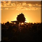 De zon tekent een silhouet