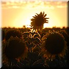Gevangen in de ondergaande zon