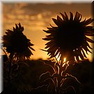 Zonnebloemen voor de zon