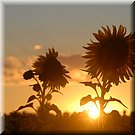 Zon achter de zonnebloemen