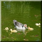 Enkele jonge eendekuikens in de parkvijver van Serpa