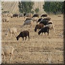 Serpa
Circular Interna