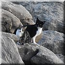 De enige kitten wie we ontwaren