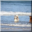 Twee honden ontmoeten elkaar in zee