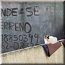 Zoals het een vissersdorp betaamt wonen er veel katten in Peniche