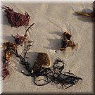 Voor de tweede keer in 5 dagen vertrekken we weer voor een wandeling over het strand naar Baleal