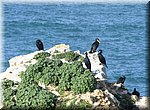 Peniche
Papoa schiereiland