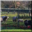 Schapen blijven nieuwsgierige dieren!